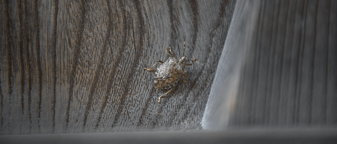 Pro Tips On Cleaning Up Stink Bugs | JP Pest Services